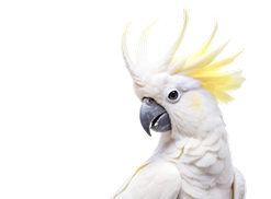 White cockatoo representing bird compatibility guidance